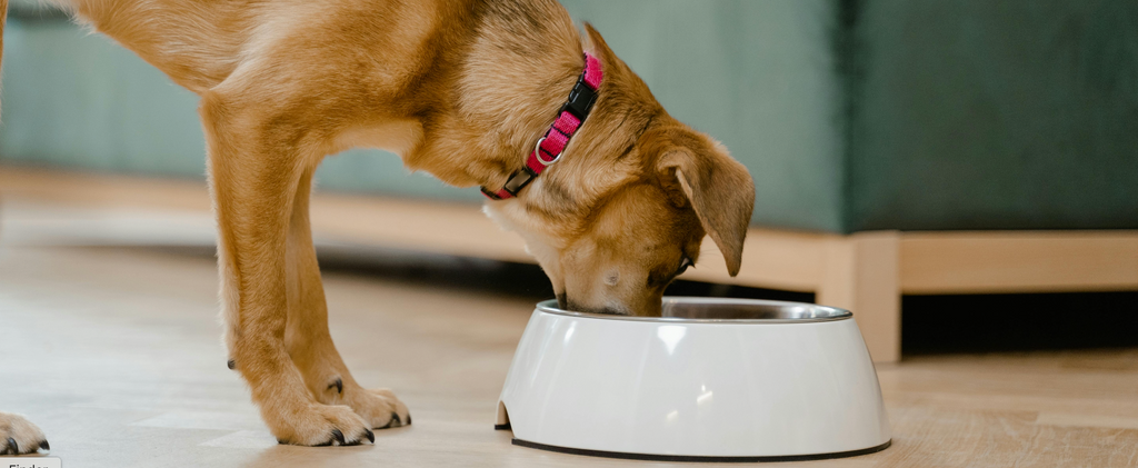 Pet eating from bowl, highlighting the benefits of Koparo Dishwash Cleaner, Organic bowl cleaner