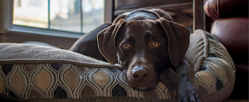 dog sleeping on bed, benefits of Koparo liquid detergent, pet safe liquid detergents