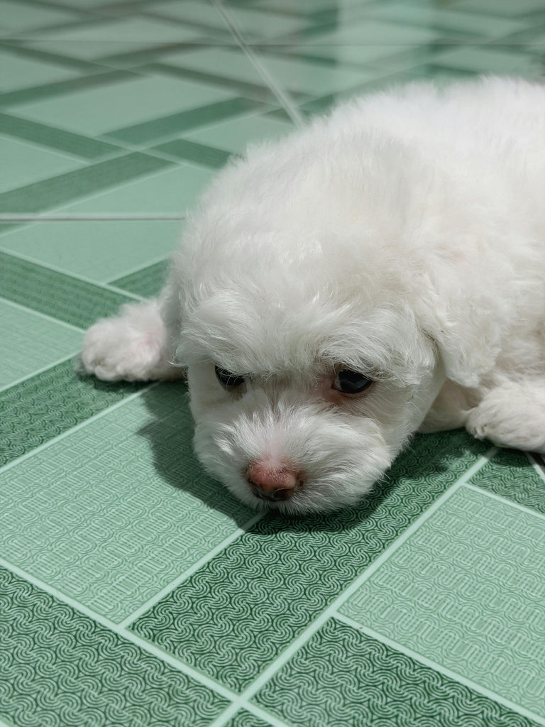 Pet safe cleaning guide by Koparo