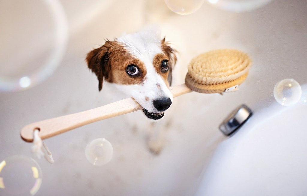 HOW TO CHOOSE THE RIGHT SHAMPOO FOR YOUR PET?